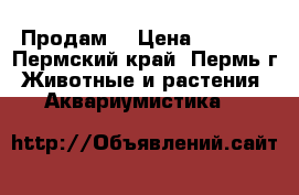 Продам  › Цена ­ 4 000 - Пермский край, Пермь г. Животные и растения » Аквариумистика   